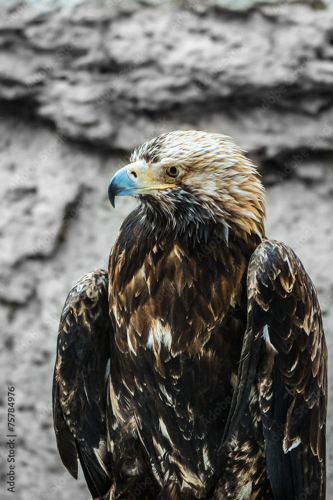 Fototapeta premium eagle