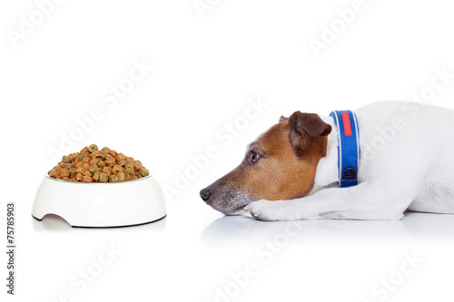 Fototapeta Naklejka Na Ścianę i Meble -  hungry dog