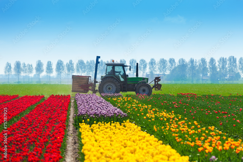 Colorful tulip fields with tractor on background
