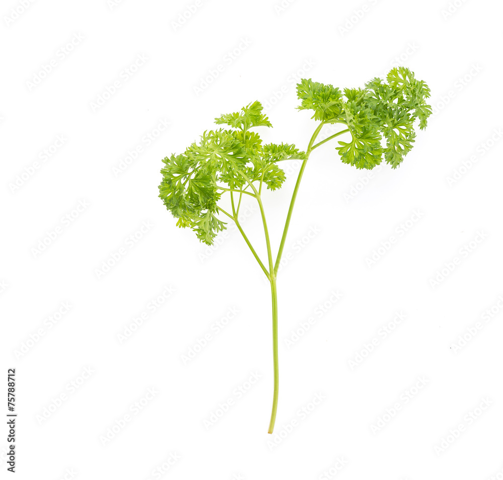 Parsley Parsley