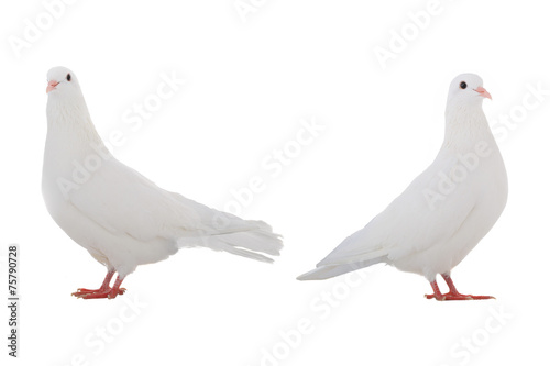 two white dove