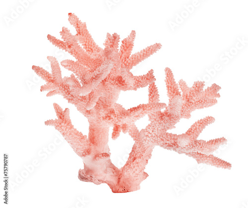 Foto light red coral on white