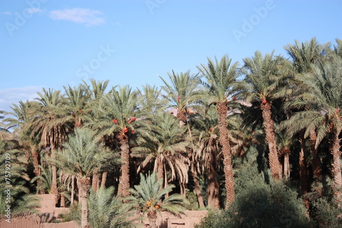 Wallpaper Mural Dattelpalmenoase - Mittleren Atlas - Marokko Torontodigital.ca