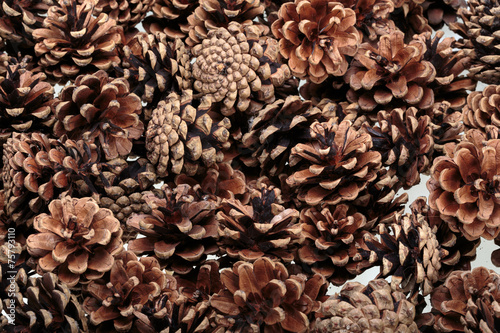 Background of dried natural pine cones.