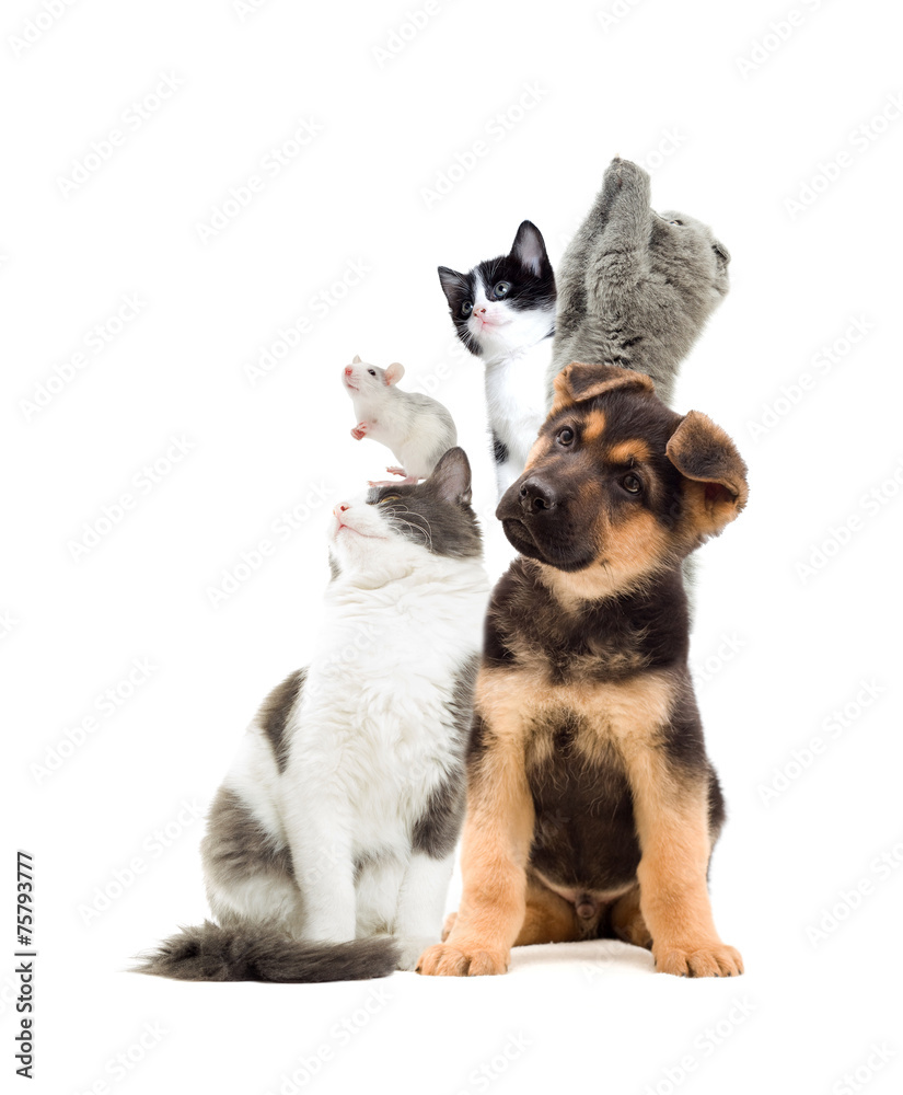 Naklejka premium set pet looks