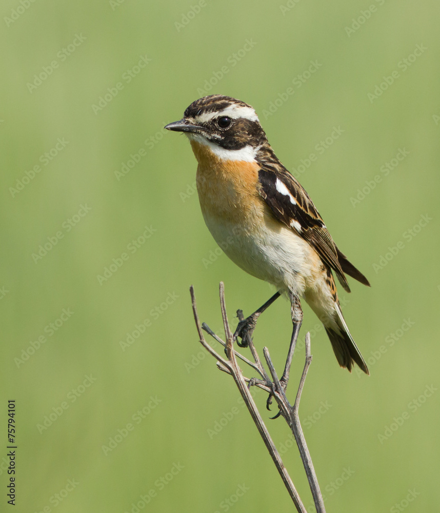 Whinchat on the branch Whinchat on the branch