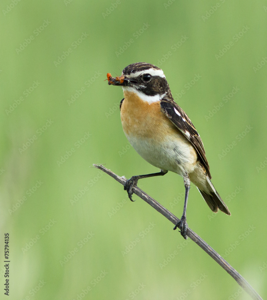 Fototapeta premium Whinchat with prey on the branch 