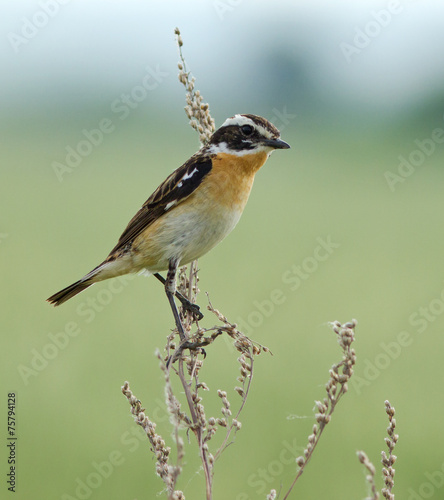 Whinchat on the plant 
