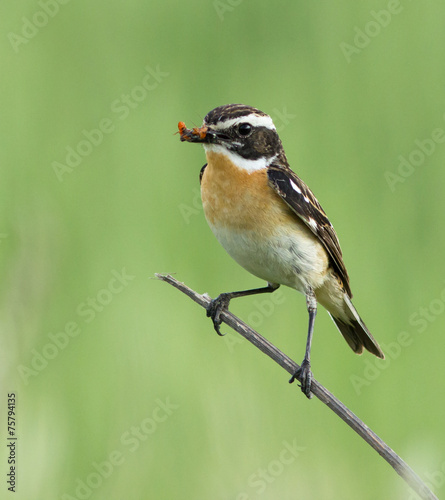 Whinchat with prey on the branch  © Vitaly Ilyasov