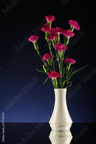 Purple carnations in white vase degrade blue and black bacgro