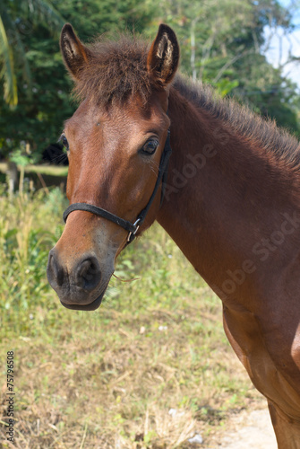 Portrait of nice brown horse © bentaboe