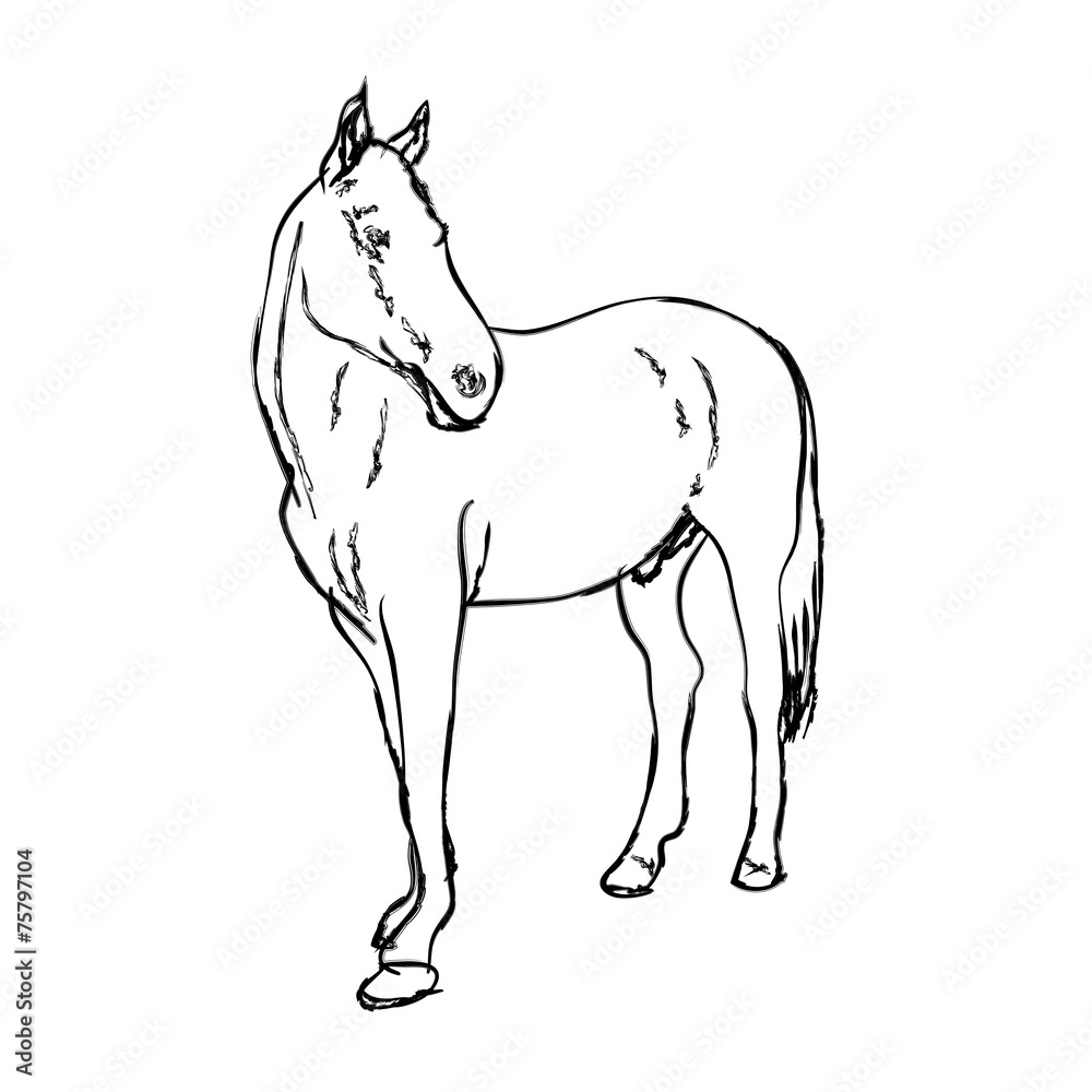 Elegance horse on white background