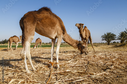 Camels in Fayoum photo