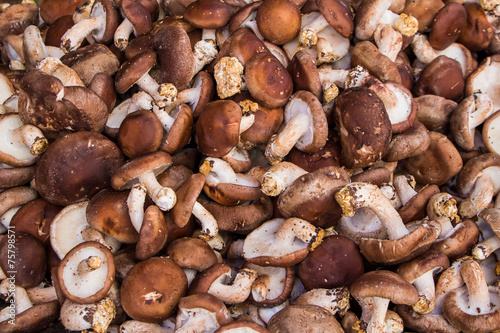 Shiitake mushrooms in the Market