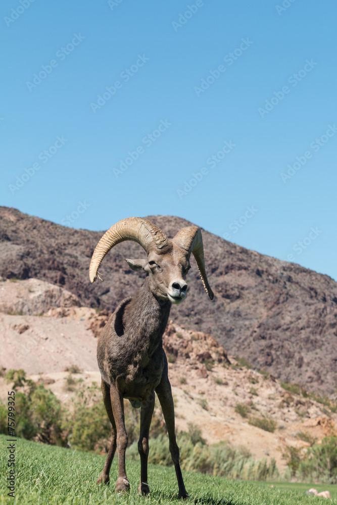 Desert Bighorn Sheep Ram