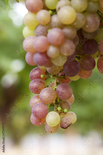 Fresh grapes