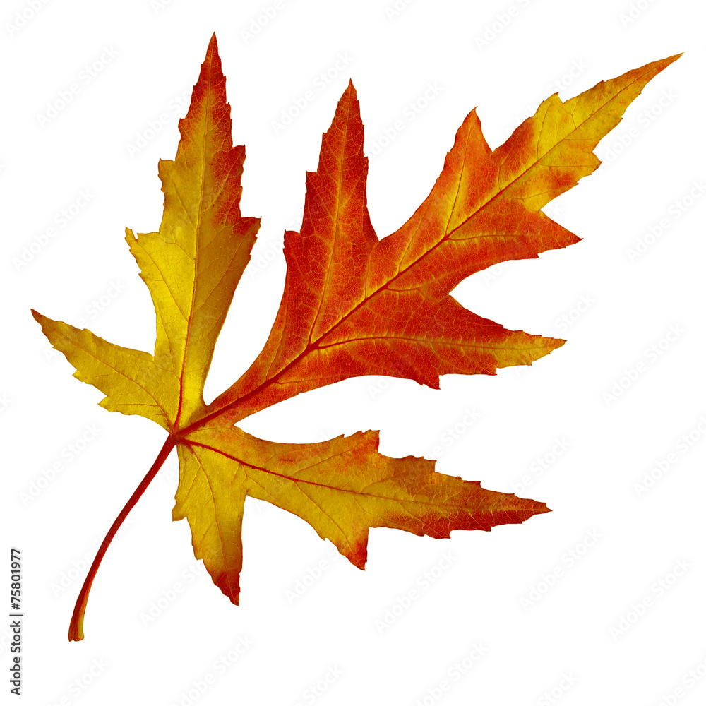 Obraz premium Maple leaf