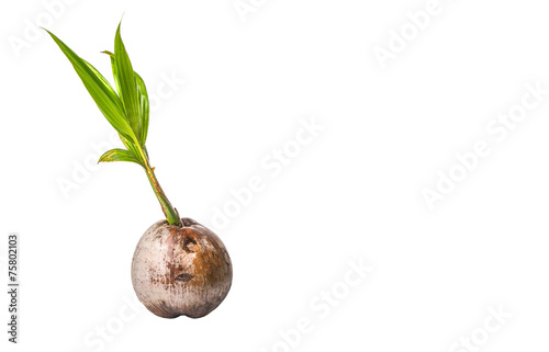 Young sprout of coconut of a coconut fruit over white background