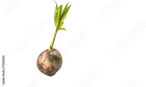 Tableau sur toile Young sprout of coconut of a coconut fruit over white background