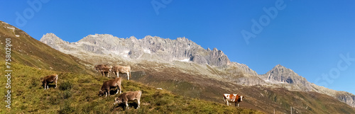 Swiss Alps, Cow on the Mountains view