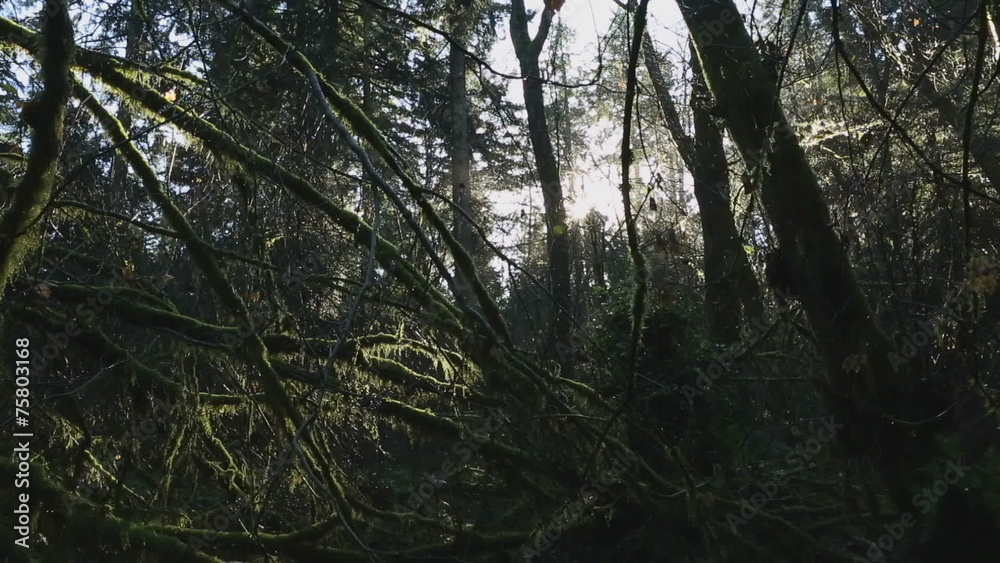 Pacific Northwest Rainforest Moss dolly shot Pacific Northwest Rainforest Moss dolly shot