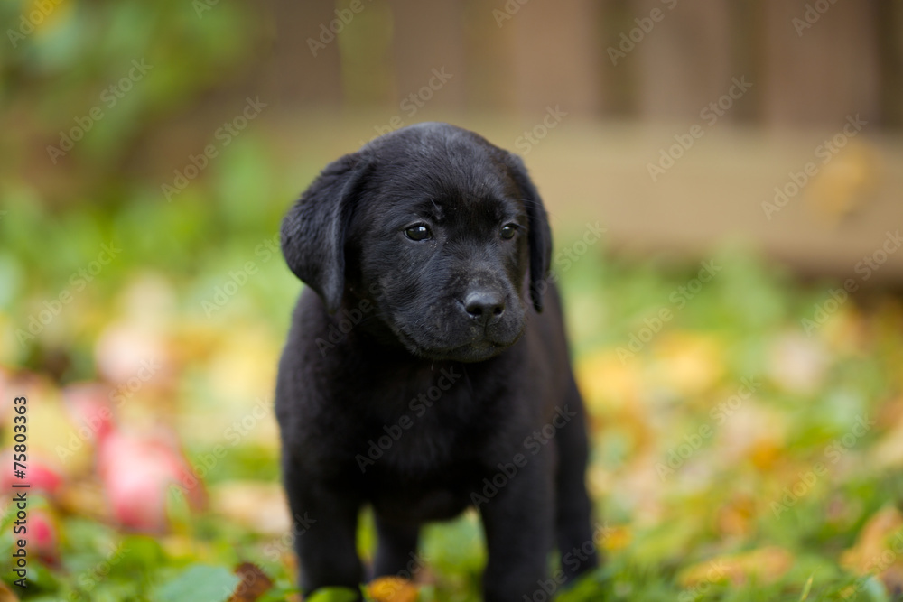 сосредоточенность