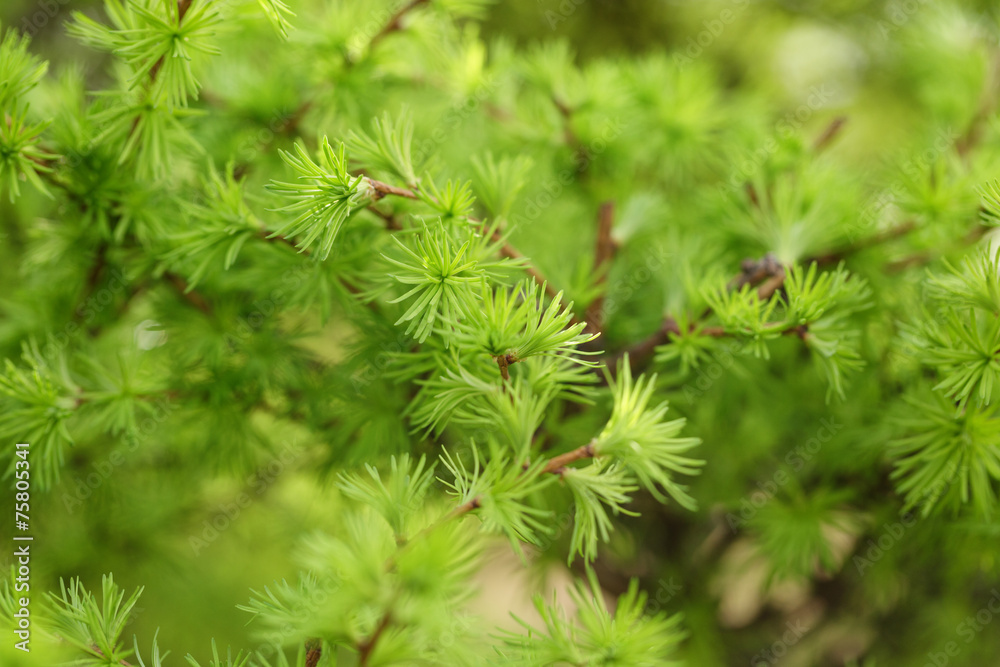 small larix tree leaves close up, springtime photo small larix tree leaves close up, springtime photo