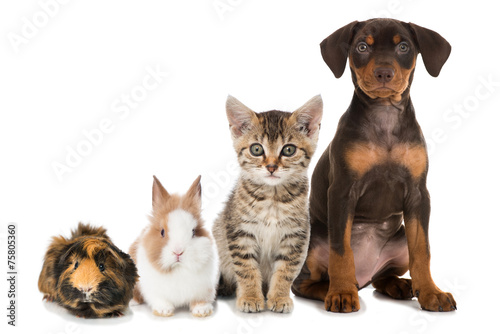Fototapeta Naklejka Na Ścianę i Meble -  Haustiere - Pets