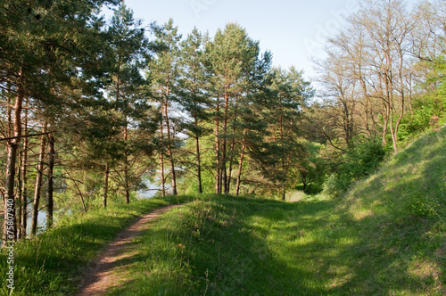 pine footpath