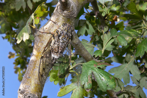 Canvas Print cicala (Cicada orni) su ramo