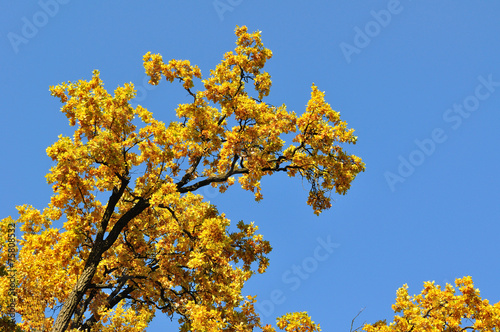 oak yellow branches
