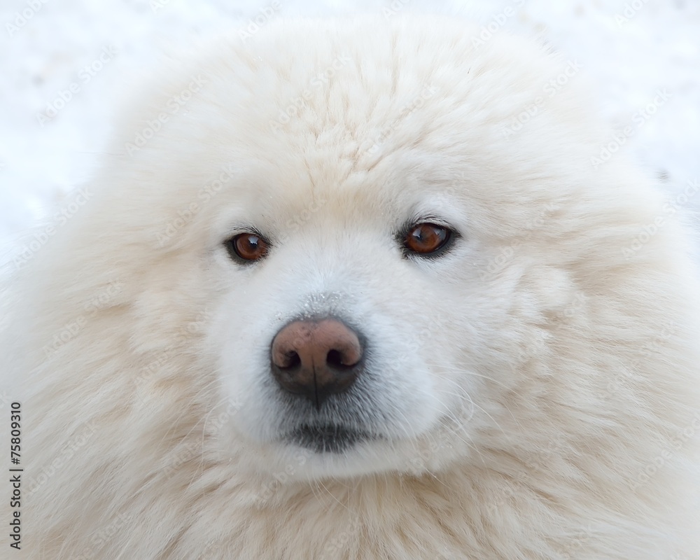 Portrait of a beautiful Samoyed dog in the winter season.