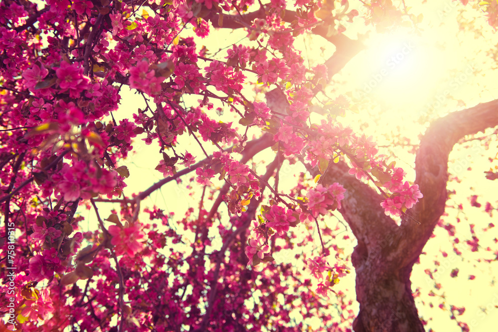 Obraz Spring nature background. Blooming tree over sunny sky