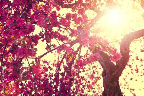 Obraz kwitnące drzewo w blasku słonecznych promieni