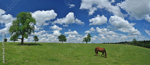 Fototapeta Naklejka Na Ścianę i Meble -  Horse in a field panorama