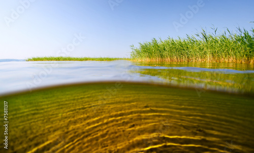 Fototapeta Naklejka Na Ścianę i Meble -  Lake with reed