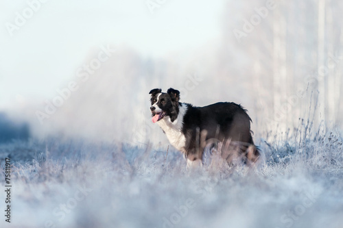 Border Collie stands on frost