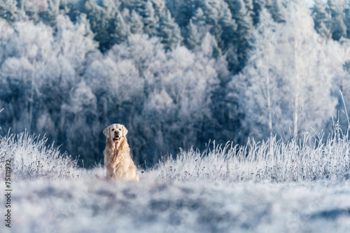 Golden Retriever sits in frost on winter sunny day
