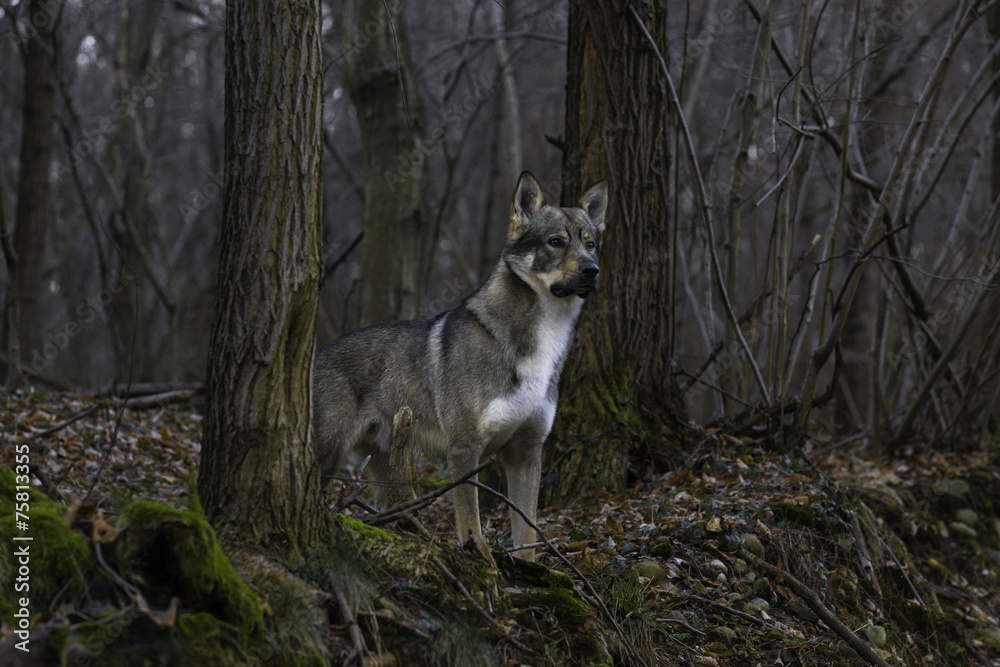 Lupo nel bosco