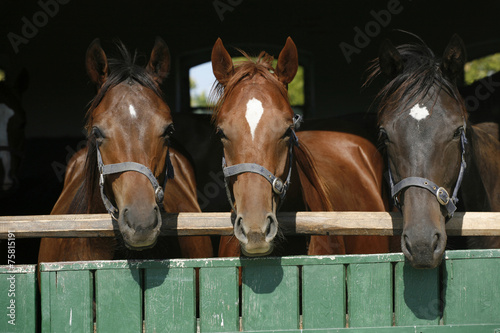 Beautiful thoroughbred horses at the barn door