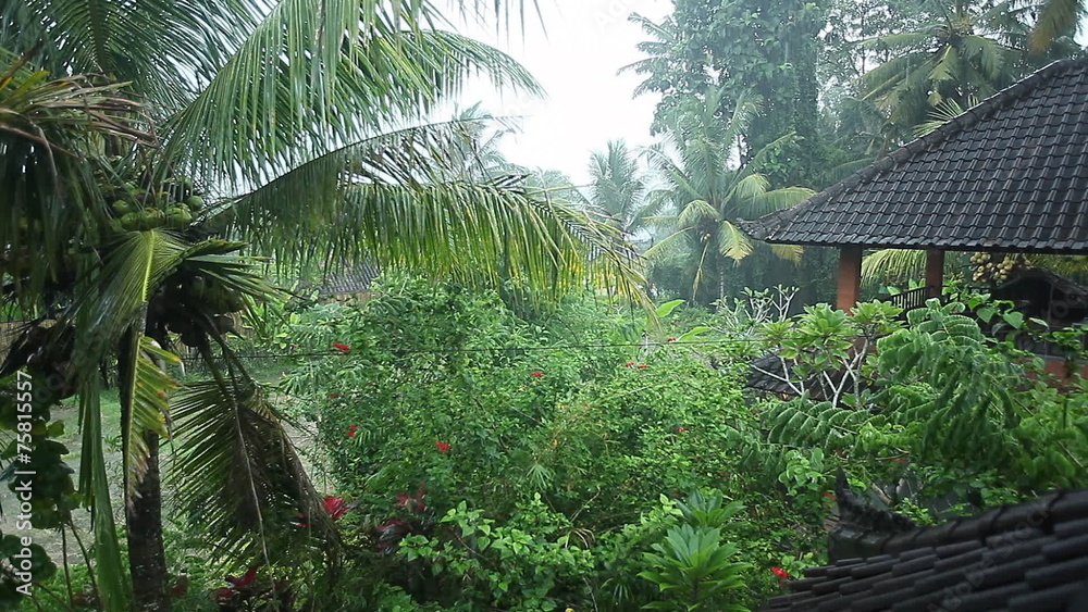 Tropical rain in a green garden Tropical rain in a green garden
