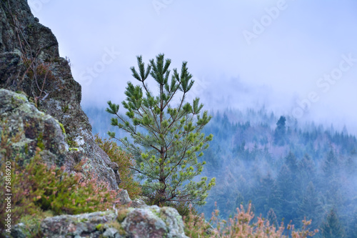pine tree on rock and foggy mountains
