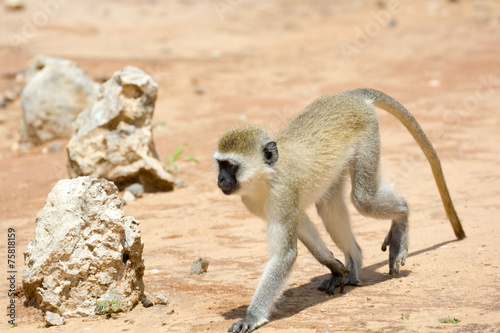 Singe tanzanie