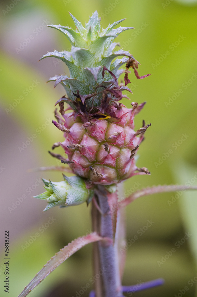 Bromelia Bromelia