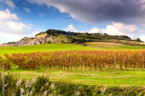Autumnal Vineyards on badlands