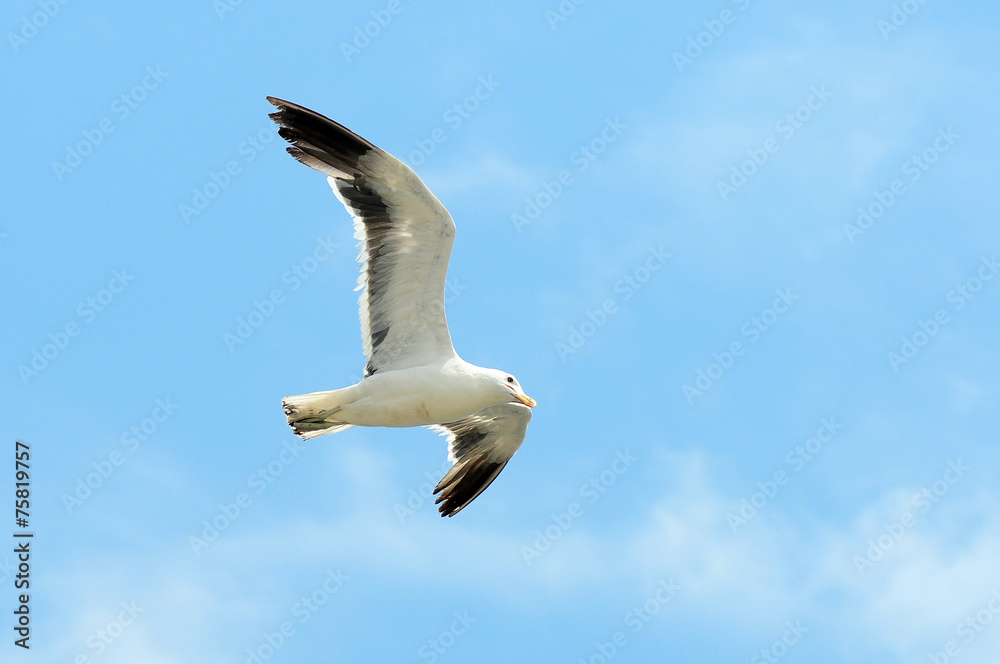 Obraz premium Flying bird