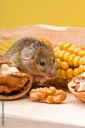 House mouse (Mus musculus) with walnut and corn