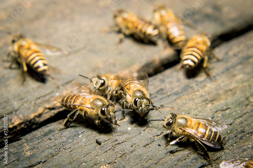 Macro shot of bees swarming on wood.