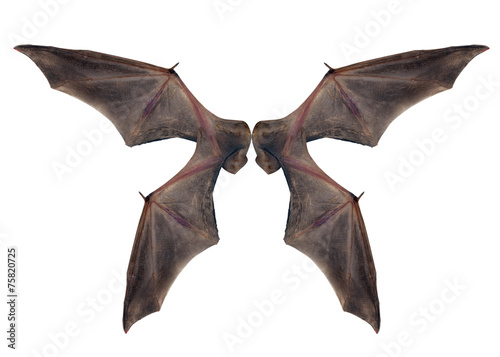 bat wings  isolated on white.