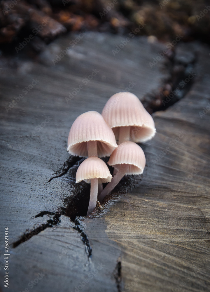 Fototapeta premium mushrooms in a crack of wood